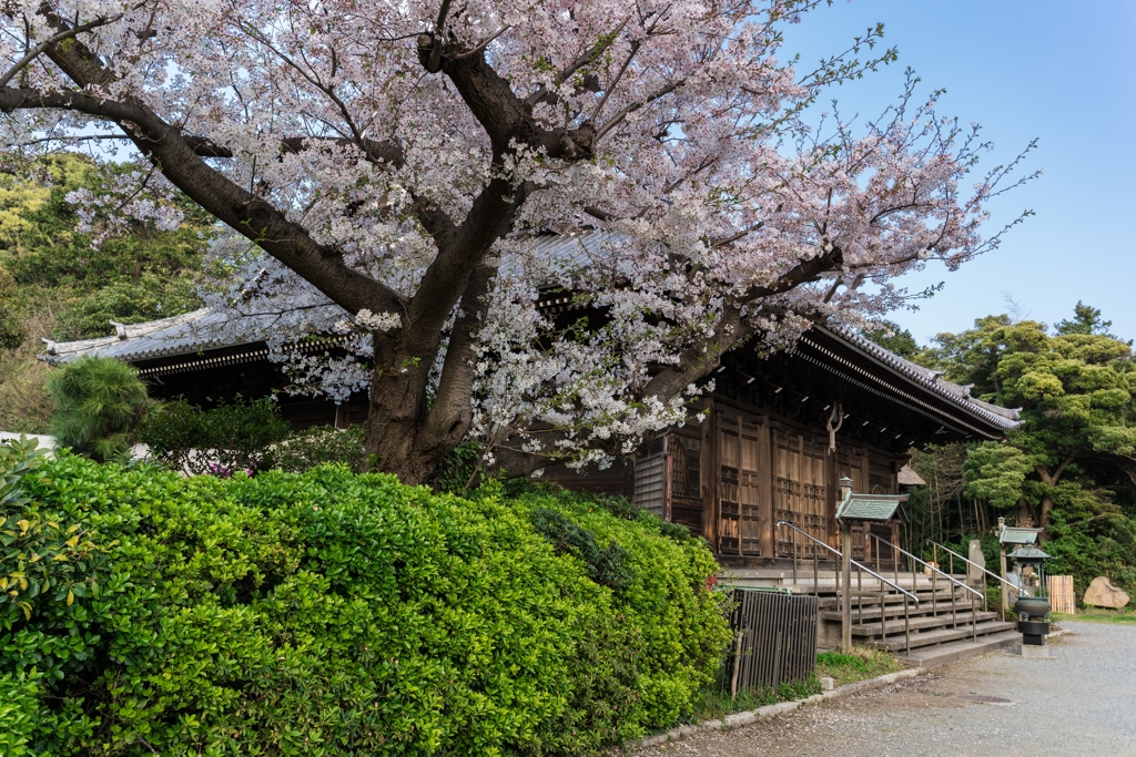 2023年　春の称名寺