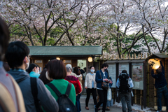 三渓園　桜ライトアップ2023