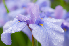 皇居　二の丸庭園