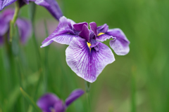 皇居　二の丸庭園