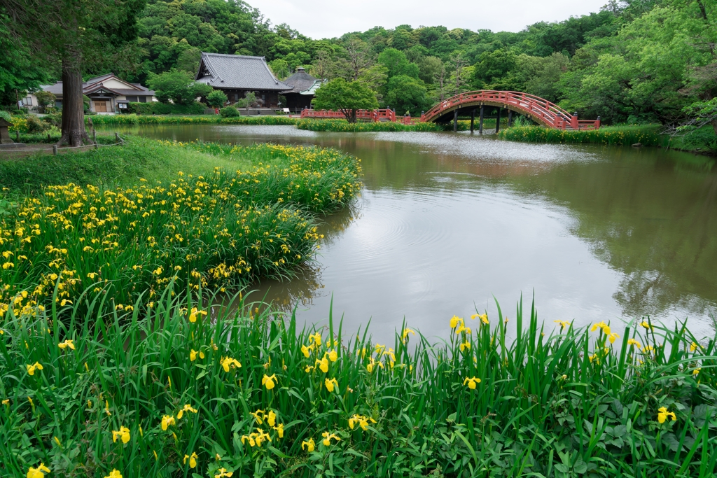 春の称名寺