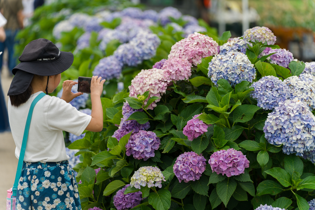 2023開成町あじさいまつり