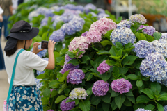 2023開成町あじさいまつり