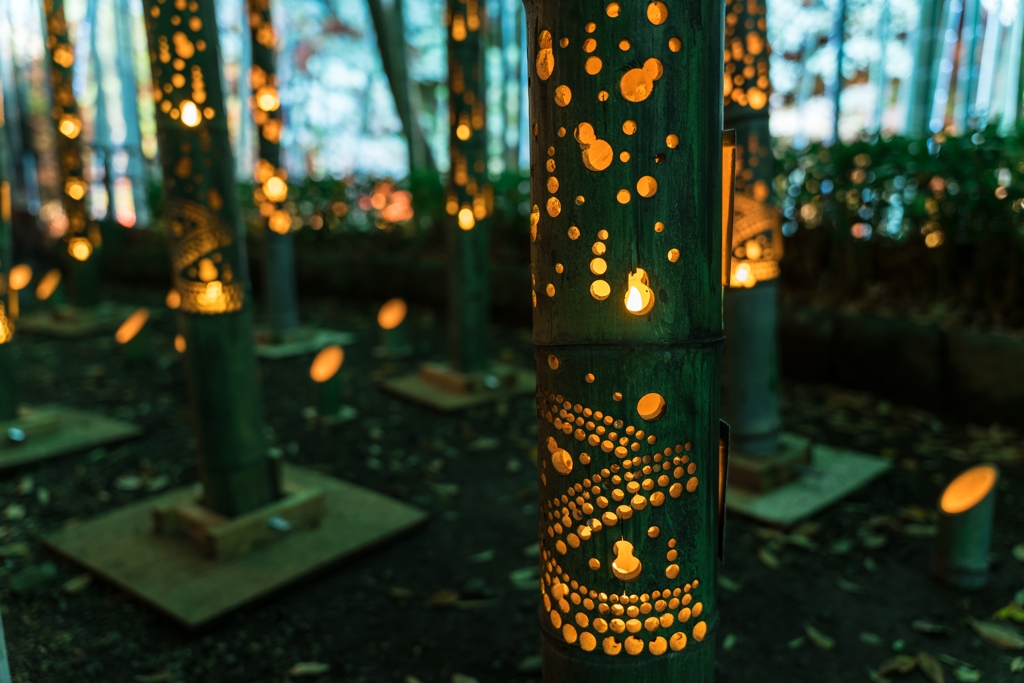 大磯城山公園　紅葉ライトアップ