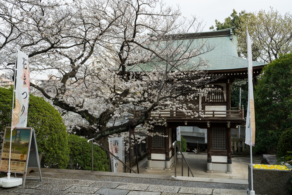 西中山 常照寺 花まつり
