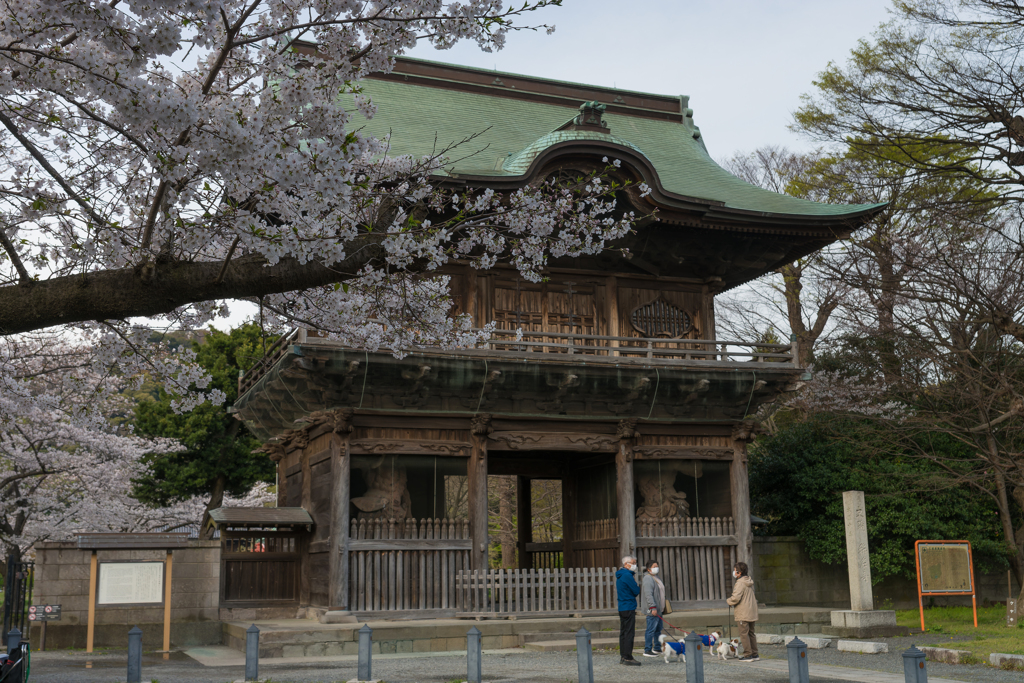 2024 春の称名寺