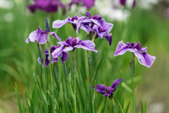 皇居　二の丸庭園