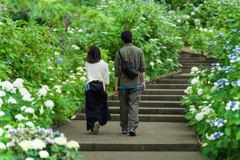 八景島あじさい祭り2023