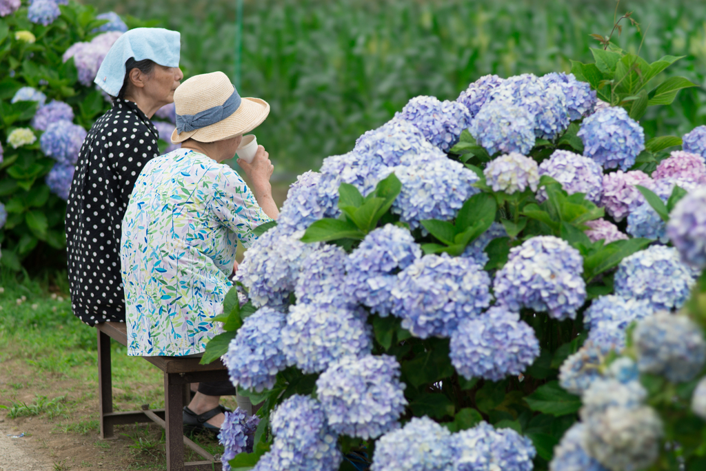 2023開成町あじさいまつり