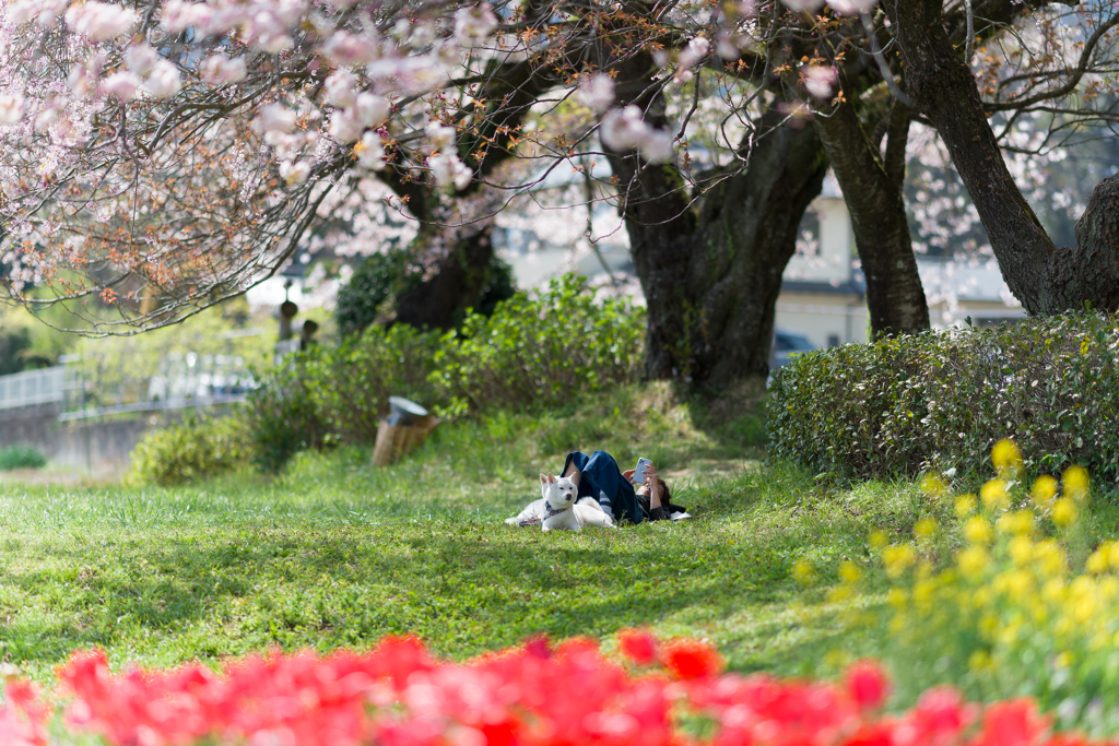 春の戸川公園