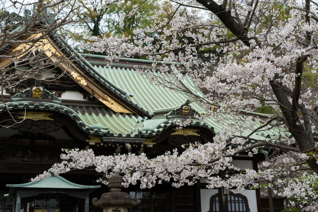 西中山 常照寺 花まつり