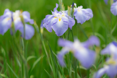 横須賀しょうぶ園