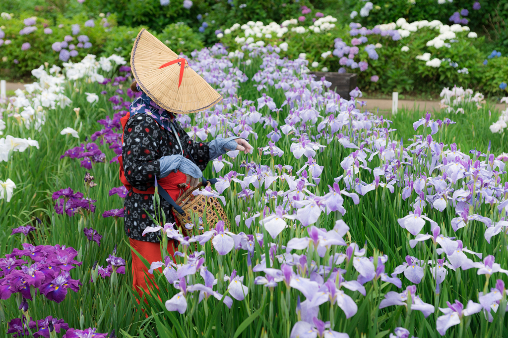 横須賀しょうぶ園