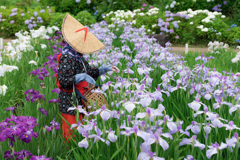 横須賀しょうぶ園