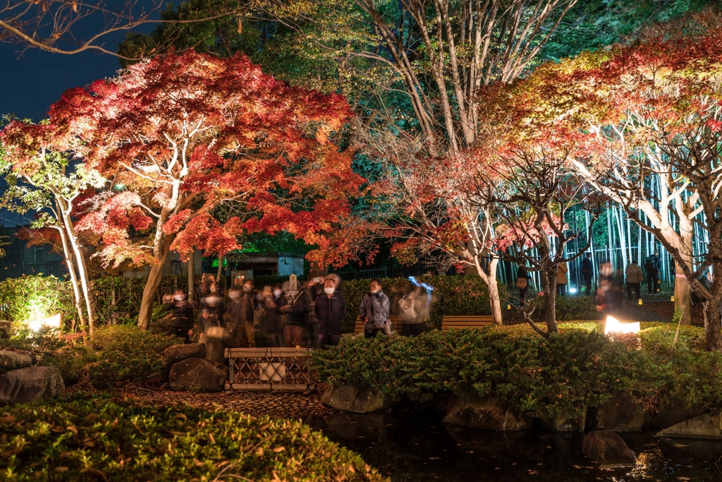 大磯城山公園　紅葉ライトアップ