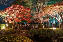 大磯城山公園　紅葉ライトアップ