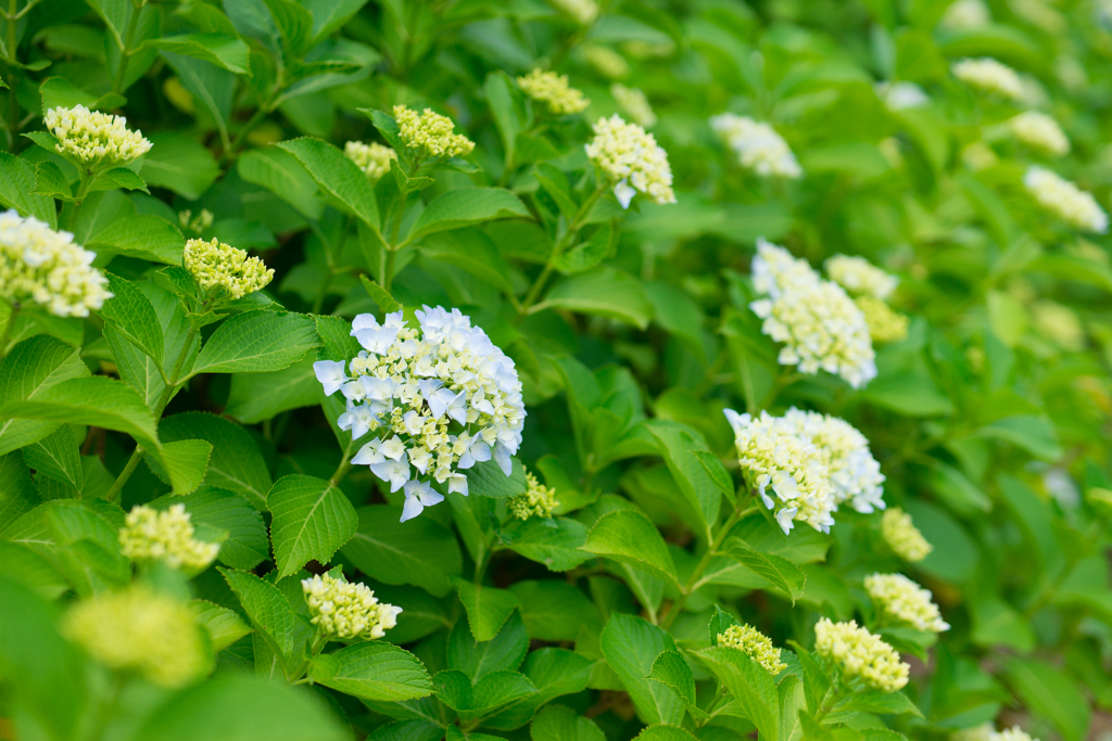 八景島　あじさい祭り
