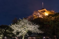 三渓園　桜ライトアップ2023