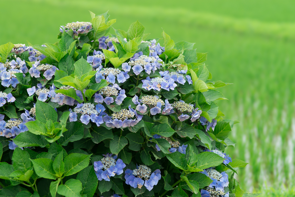 2023開成町あじさいまつり