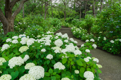 八景島あじさい祭り2023