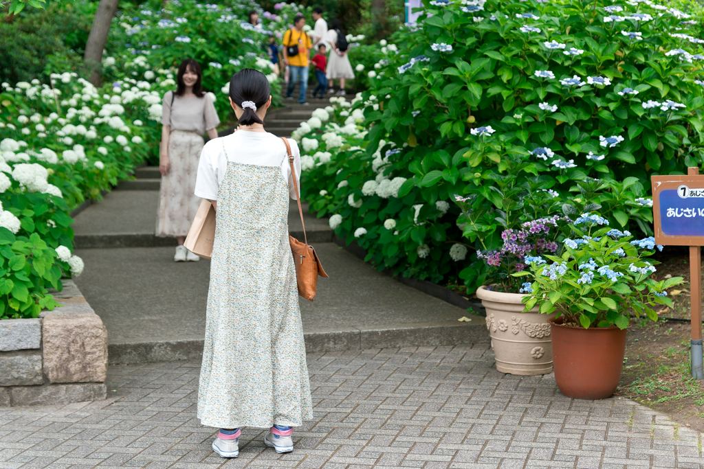 八景島　あじさい祭り