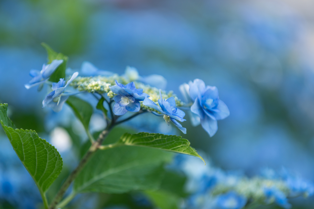 八景島　あじさい