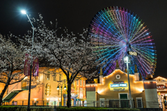 みなとみらい　さくら通り