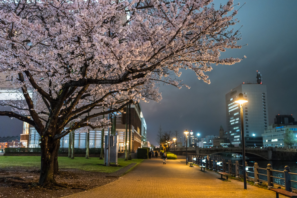 2023年汽車道の桜
