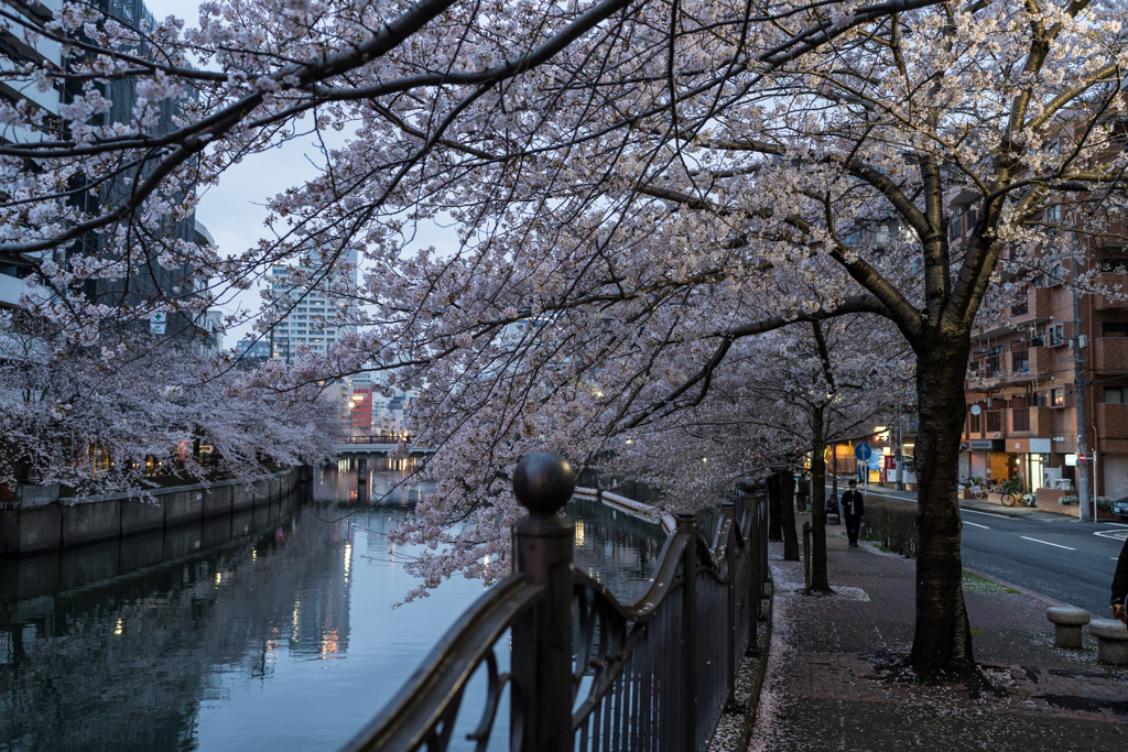 2023年大岡川の桜