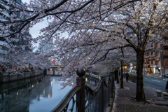 2023年大岡川の桜