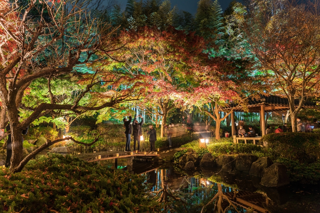 大磯城山公園　紅葉ライトアップ