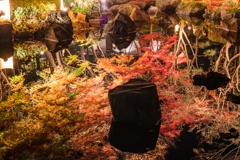 大磯城山公園　紅葉ライトアップ