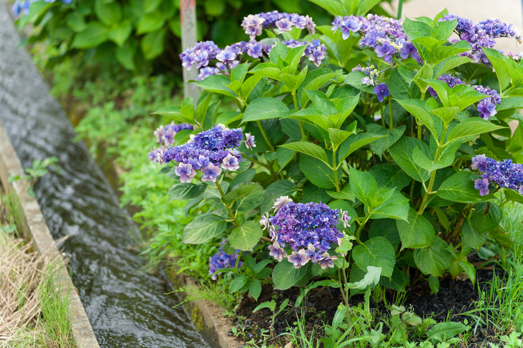 2023開成町あじさいまつり