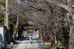 金沢文庫　称名寺