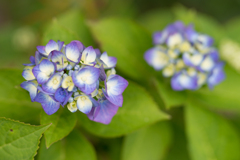 八景島　あじさい祭り