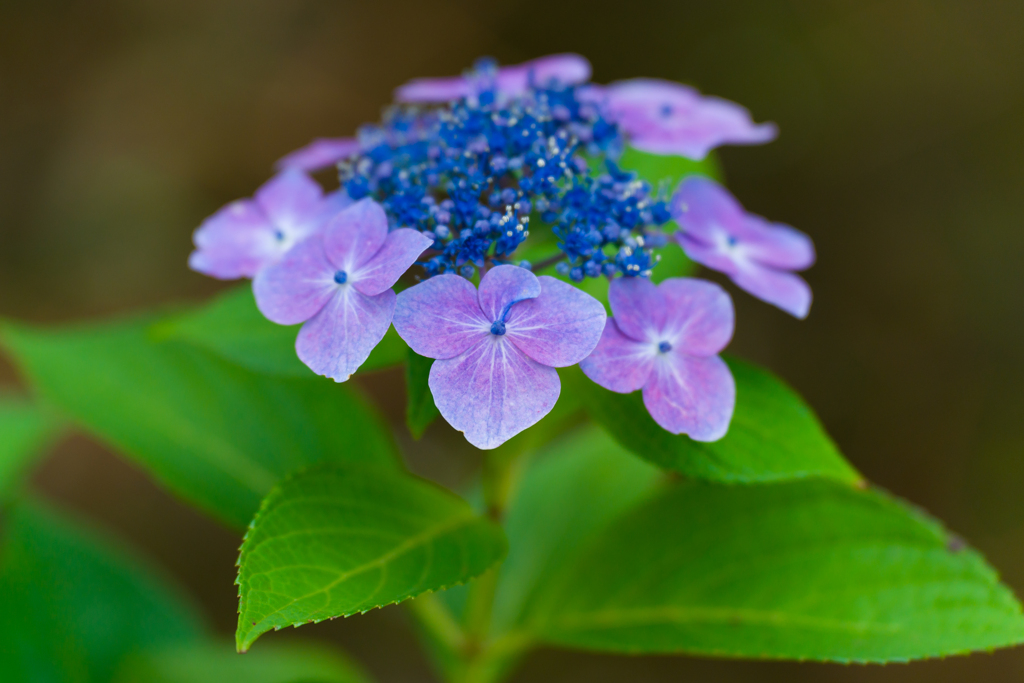 八景島あじさい祭り2023