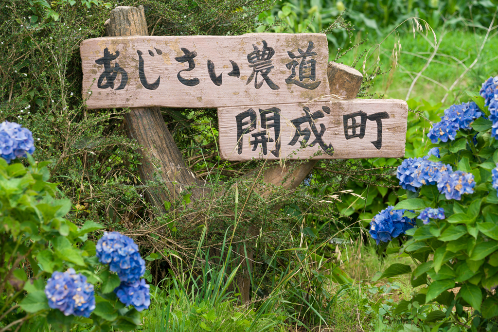 2023開成町あじさいまつり