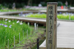 横須賀しょうぶ園