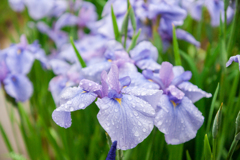 皇居　二の丸庭園