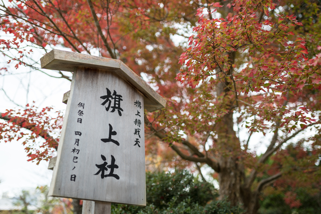 鎌倉、鶴岡八幡宮スナップ