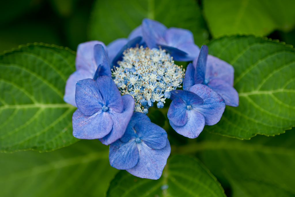 報国寺の紫陽花