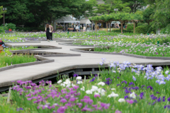 横須賀しょうぶ園