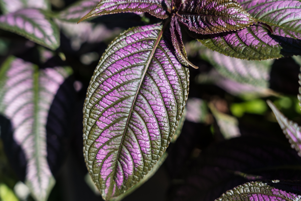 港の見える丘公園 スナップ