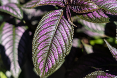 港の見える丘公園 スナップ
