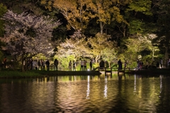三渓園　桜ライトアップ2023