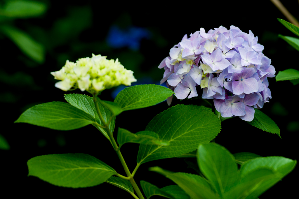八景島あじさい祭り2023