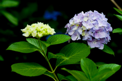 八景島あじさい祭り2023