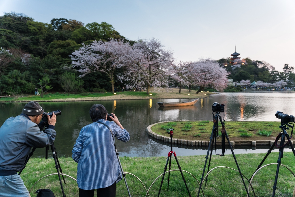 三渓園　桜ライトアップ2023