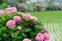 2023開成町あじさいまつり