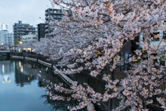 2023年大岡川の桜